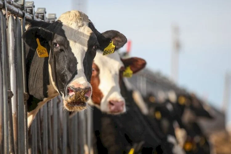 Impor Sapi Brasil 2026: Peternak Setuju 100 Ribu Ekor