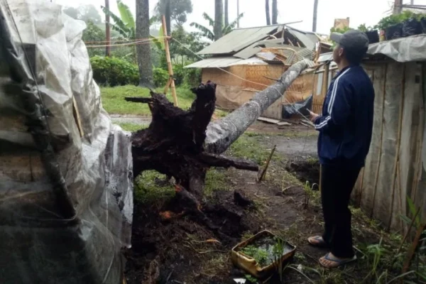 Cuaca Ekstrem Bandung: 23 Pohon Tumbang, Ini Sebabnya