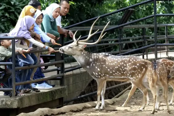 Gaji Bandung Zoo Lunas 2 Bulan, KDM Ingkar Janji Positif