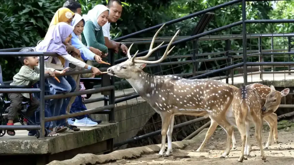 Gaji Pekerja Bandung Zoo 2026 Dijamin Pemkot Selama Transisi
