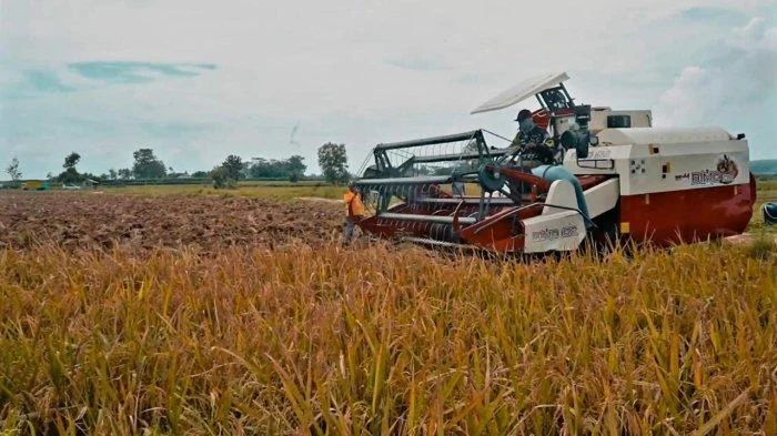 Godzilla El Nino 2026: Pompanisasi Jadi Senjata Petani