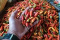 Harga Cabai Rawit Tembus Rp119 Ribu, Ini Daftar Lengkap