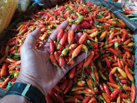 Harga Cabai Rawit Tembus Rp119 Ribu, Ini Daftar Lengkap