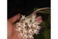 Hoya Bukitrayaensis: Tanaman Merambat Baru dari Pegunungan Kalimantan 2026
