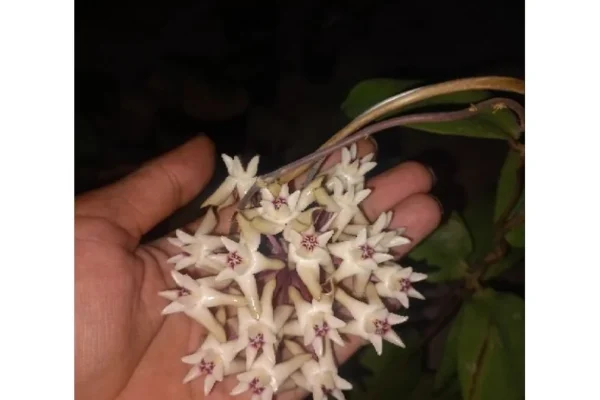 Hoya Bukitrayaensis: Tanaman Merambat Baru dari Pegunungan Kalimantan 2026