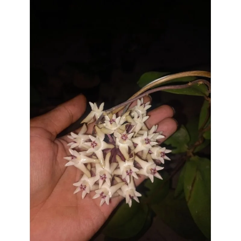 Hoya Bukitrayaensis: Tanaman Merambat Baru dari Pegunungan Kalimantan 2026